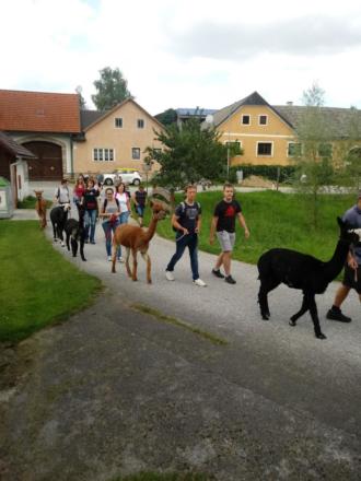 Lama Ausflug